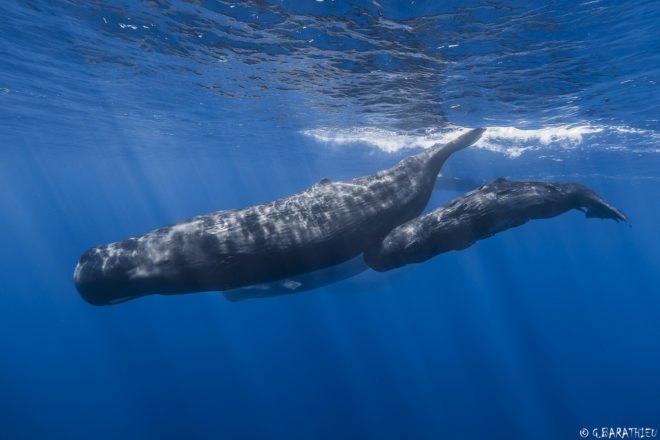 whale, whaling, mother, baby, sperm whale