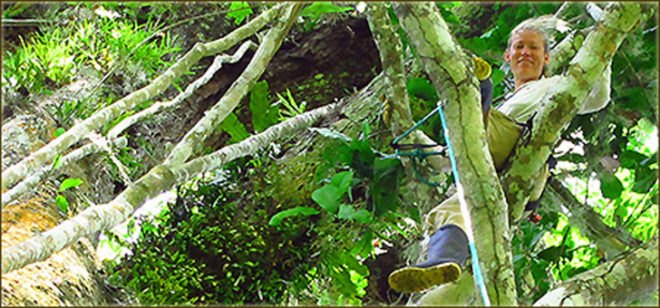 Alunaris, Alunaris project, tree house, treehouse, treehouses, Colombia, Sierra Nevada, coastal mountains, Indiegogo, conservation, trees, tree, toucans, monkeys, Andes, Caribbean, mountains