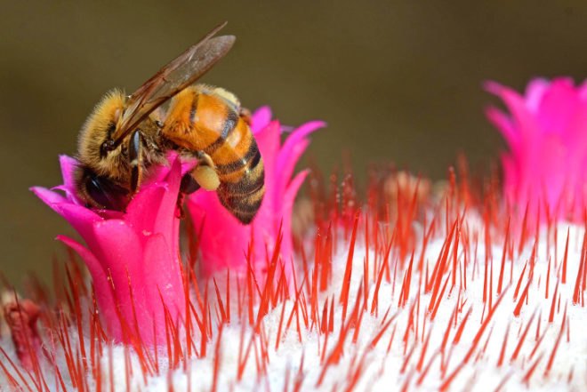 President Obama, Executive orders, The White House, policy, Pollinator Health Task Force, Federal initiatives, bees, butterflies, bats, birds, honey bees, native bees, pollinators, pollinator decline, honey bee die-off, food security, neonicotinoids, pesticides, EPA, Environmental Protection Agency