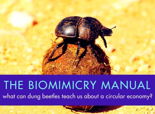 dung beetle, scarab, Khepri, can-collecting, sustainable brands, #SB14sd, airpocalypse, Beijing air pollution, Beijing smog, ellen macarthur foundation, McKinsey study, AirCarbon, carbon negative, circular economy, take-back programs