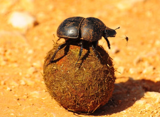 dung beetle, scarab, Khepri, can-collecting, sustainable brands, #SB14sd, airpocalypse, Beijing air pollution, Beijing smog, ellen macarthur foundation, McKinsey study, AirCarbon, carbon negative, circular economy, take-back programs