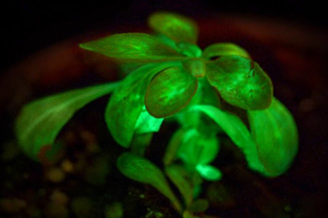 Glow in the dark, glow in the dark road, glow in the dark plants, glow in the dark lighting, alternative lighting sources, daan roosegaarde, smart highway, heijmans, bioglow, avatar plant, world’s first glow in the dark road, glowing lines, glowing lines 2.0, biomimicry, Alexander Krichevsky