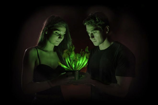 Glow in the dark, glow in the dark road, glow in the dark plants, glow in the dark lighting, alternative lighting sources, daan roosegaarde, smart highway, heijmans, bioglow, avatar plant, world’s first glow in the dark road, glowing lines, glowing lines 2.0, biomimicry, Alexander Krichevsky