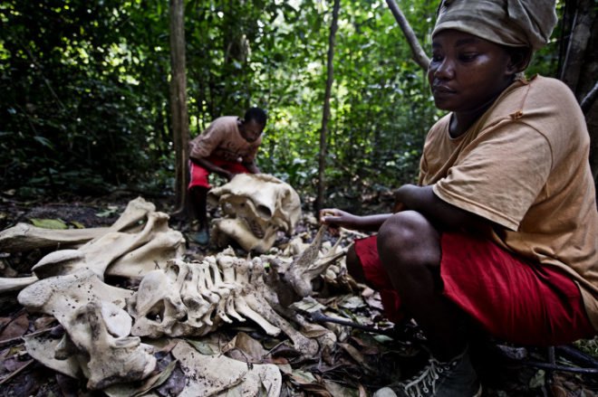 James Morgan, Gabon, ivory, poaching, illegal ivory trade, elephant slaughter, photography, WWF, World Wildlife Fund, Africa, West Africa, CITES, over 20000 elephants killed in 2013, Thailand, elephants, Stop Wildlife Crime