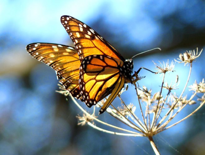 President Obama, Executive orders, The White House, policy, Pollinator Health Task Force, Federal initiatives, bees, butterflies, bats, birds, honey bees, native bees, pollinators, pollinator decline, honey bee die-off, food security, neonicotinoids, pesticides, EPA, Environmental Protection Agency