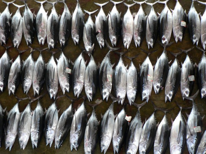 President Obama, Barack Obama, Our Ocean 2014 summit, seafood, overfishing, Pacific Ocean fishing reserve, illegal fishing, seafood fraud, Oceana, U.S. policy, announcements,