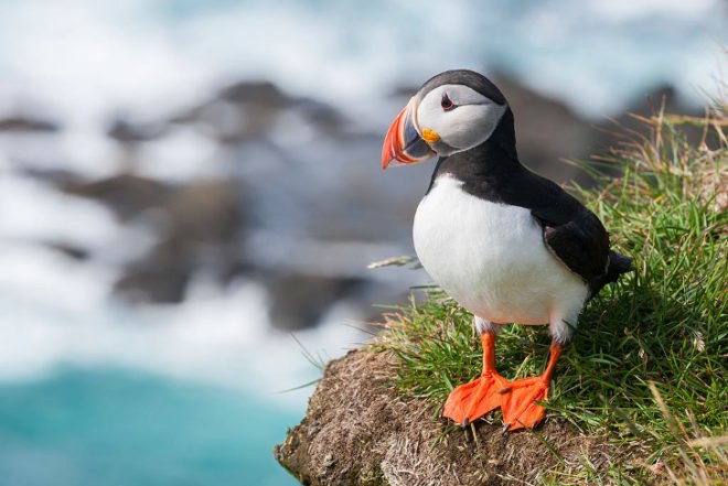 puffins, Maine, Seal Island, puffin die-off, baby puffins, Stephen Kress, The Audubon Society, global warming, rising sea temperatures, population crash, fish, Gulf of Maine