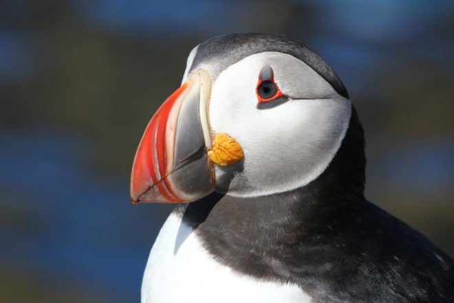 puffins, Maine, Seal Island, puffin die-off, baby puffins, Stephen Kress, The Audubon Society, global warming, rising sea temperatures, population crash, fish, Gulf of Maine