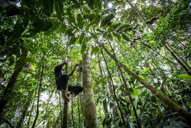 Rainforest Connection, Kickstarter, RFCx, Rainforest Connection uses old smartphones to monitor illegal logging and poaching, deforestation, habitat loss, poaching, logging, solar power, Topher White, Zoological Society of London, crowdfunding campaign