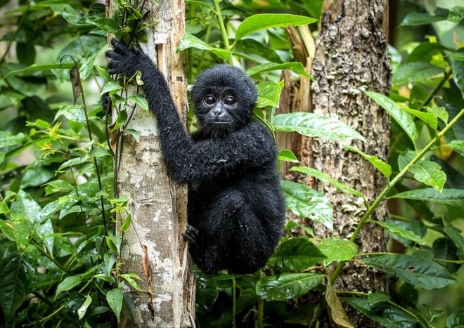 Rainforest Connection, Kickstarter, RFCx, Rainforest Connection uses old smartphones to monitor illegal logging and poaching, deforestation, habitat loss, poaching, logging, solar power, Topher White, Zoological Society of London, crowdfunding campaign