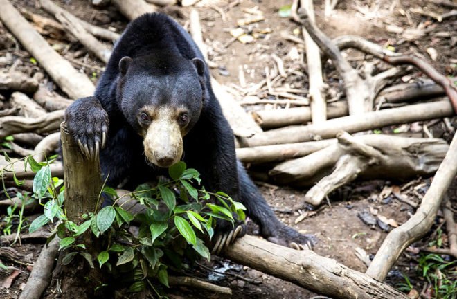 Rainforest Connection, Kickstarter, RFCx, Rainforest Connection uses old smartphones to monitor illegal logging and poaching, deforestation, habitat loss, poaching, logging, solar power, Topher White, Zoological Society of London, crowdfunding campaign