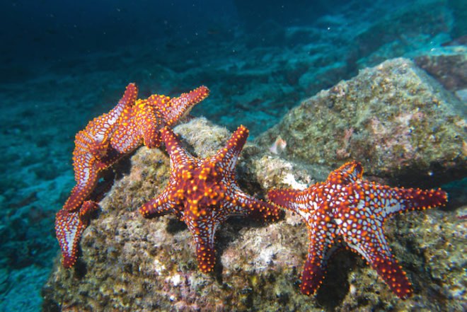 starfish disease, sea star disease, star fish wasting, sea star wasting, starfish wasting disease, sea star wasting disease, starfish extinction, starfish die off, sea star extinction, sea star die off, Oregon State University, University of California Santa Cruz, sea animal extinction, marine animal extinction, marine animals, starfish, warming oceans, global warming