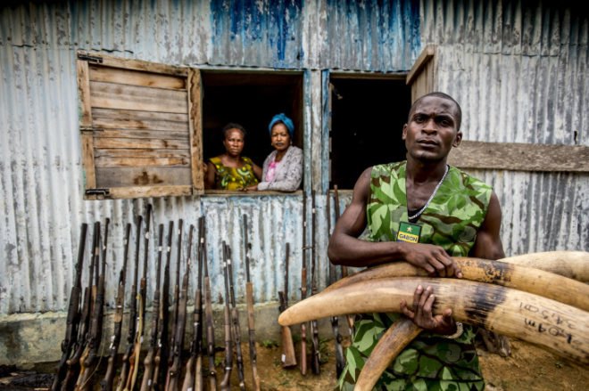 James Morgan, Gabon, ivory, poaching, illegal ivory trade, elephant slaughter, photography, WWF, World Wildlife Fund, Africa, West Africa, CITES, over 20000 elephants killed in 2013, Thailand, elephants, Stop Wildlife Crime
