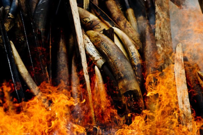 James Morgan, Gabon, ivory, poaching, illegal ivory trade, elephant slaughter, photography, WWF, World Wildlife Fund, Africa, West Africa, CITES, over 20000 elephants killed in 2013, Thailand, elephants, Stop Wildlife Crime