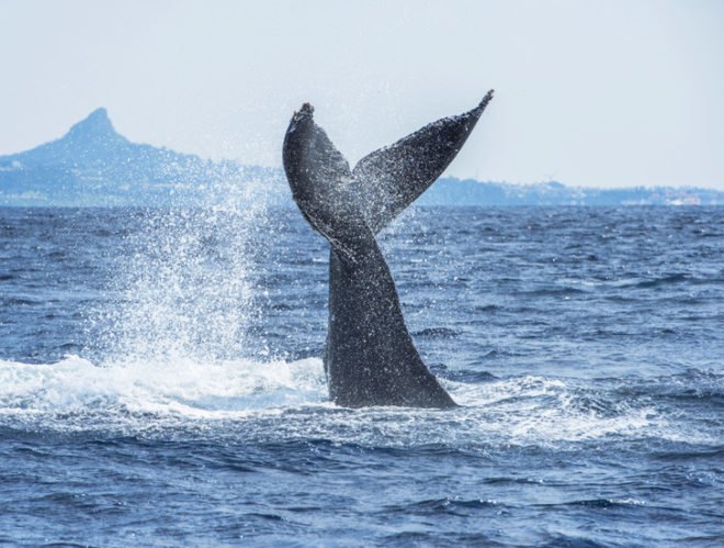 japan, whale, hunt, whaling, international court of justice, icj, international whaling commission, shinzo abe, scientific whaling, antarctic,
