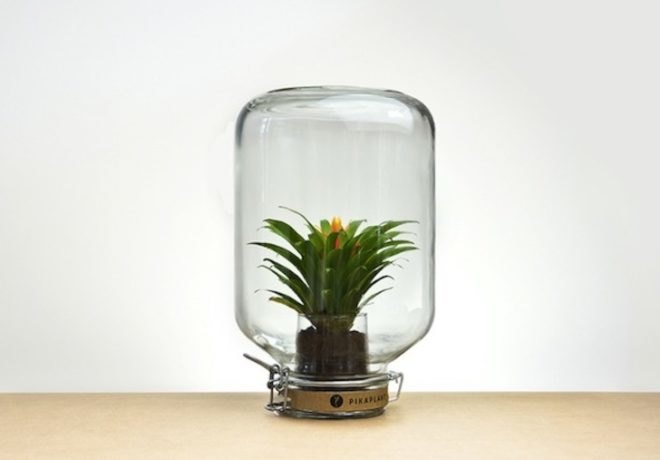 pikaplant, pikaplant jar, reader submitted content, zero maintenance plant, self sustaining biotope, biotope, tabletop plant, natural water system, water recycling, plants, botanical