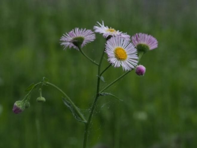 flowers, summer, Pennsylvania