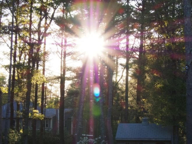 summer, sun, trees, nature