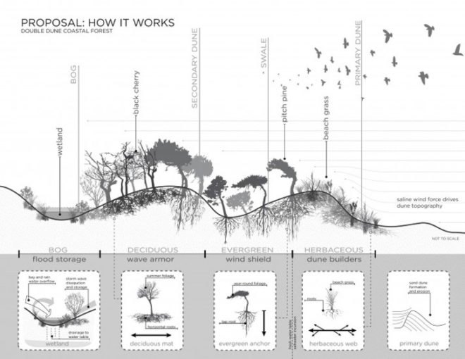 Local Office Landscape Architecture, Rockaways, hurricane, Hurricane Sandy, architecture, sunken forest, dual sand dunes, flooding, resiliency, Walter Meyer, Rockaways Sunken Forest, Nature Reserve, New York Parks