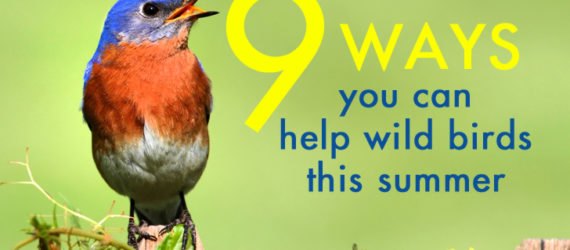 Birds, bird, songbird, songbirds, endangered birds, migration, migrate, migratory, migratory birds, ducks, ducklings, seabird, seabirds, cats, dogs, cat, dog, feral cats, wild cats, hummingbirds, birdbath, bird bath, water, feeders, baby bird, baby birds, wild birds