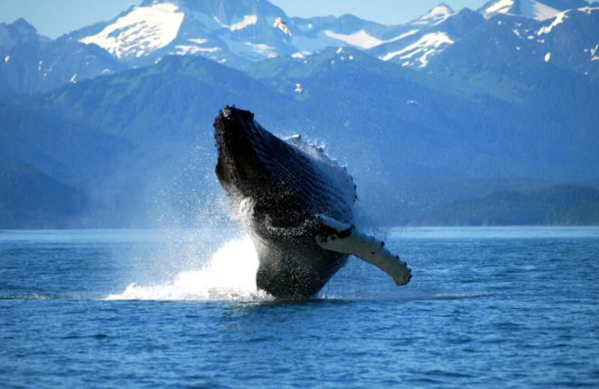 whales, great whales, baleens, sperm whales, University of Hawaiʻi at Mānoa, University of Hawaii, Joe Roman, the great whale conveyor belt, ecosystems, marine ecosystems, nutrient dispersal, whale migration, whale hunting, population decline, ocean ecosystems, marine ecosystems