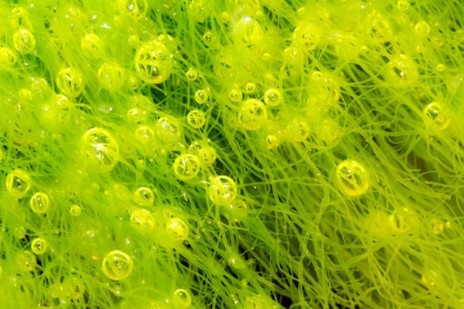 plants, bio-fuel, bio-architecture, bio-remediation, bio-fertilizer, living roofs, greenroofs, sustainable forestry, perennial food plants,