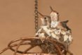 Birds, bird, songbird, songbirds, endangered birds, migration, migrate, migratory, migratory birds, ducks, ducklings, seabird, seabirds, cats, dogs, cat, dog, feral cats, wild cats, hummingbirds, birdbath, bird bath, water, feeders, baby bird, baby birds, wild birds