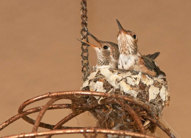 Birds, bird, songbird, songbirds, endangered birds, migration, migrate, migratory, migratory birds, ducks, ducklings, seabird, seabirds, cats, dogs, cat, dog, feral cats, wild cats, hummingbirds, birdbath, bird bath, water, feeders, baby bird, baby birds, wild birds