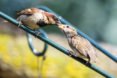 Birds, bird, songbird, songbirds, endangered birds, migration, migrate, migratory, migratory birds, ducks, ducklings, seabird, seabirds, cats, dogs, cat, dog, feral cats, wild cats, hummingbirds, birdbath, bird bath, water, feeders, baby bird, baby birds, wild birds