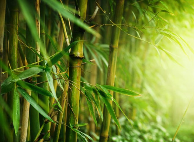plants, bio-fuel, bio-architecture, bio-remediation, bio-fertilizer, living roofs, greenroofs, sustainable forestry, perennial food plants,