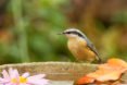 Birds, bird, songbird, songbirds, endangered birds, migration, migrate, migratory, migratory birds, ducks, ducklings, seabird, seabirds, cats, dogs, cat, dog, feral cats, wild cats, hummingbirds, birdbath, bird bath, water, feeders, baby bird, baby birds, wild birds