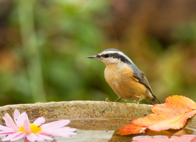 Birds, bird, songbird, songbirds, endangered birds, migration, migrate, migratory, migratory birds, ducks, ducklings, seabird, seabirds, cats, dogs, cat, dog, feral cats, wild cats, hummingbirds, birdbath, bird bath, water, feeders, baby bird, baby birds, wild birds