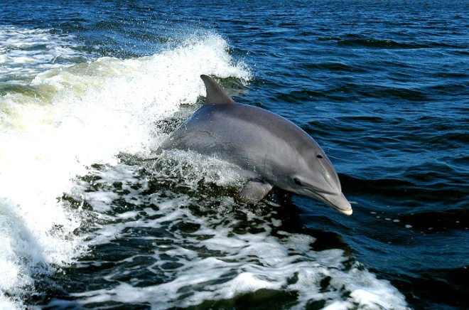 Bureau of Ocean Energy Management, oil and gas exploration, US East Coast, oil rigs, whales, dolphins, turtles, endangered species, North Atlantic right whale, Florida, Carolina, Georgia, Delaware, BOEM, sonic cannon, echolocation, sonography, seismic airgun surveys, noise pollution, sonic cannons approved for oil exploration off US East Coast