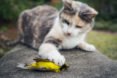 Birds, bird, songbird, songbirds, endangered birds, migration, migrate, migratory, migratory birds, ducks, ducklings, seabird, seabirds, cats, dogs, cat, dog, feral cats, wild cats, hummingbirds, birdbath, bird bath, water, feeders, baby bird, baby birds, wild birds