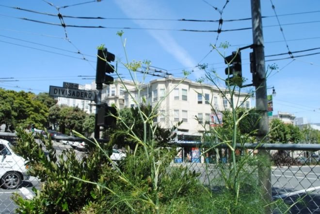 urban, garden, community, san francisco, public space, green, eco, plants,