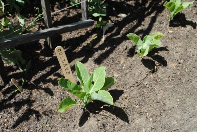 urban, garden, community, san francisco, public space, green, eco, plants,