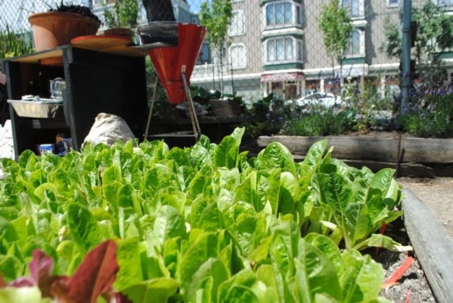 urban, garden, community, san francisco, public space, green, eco, plants,