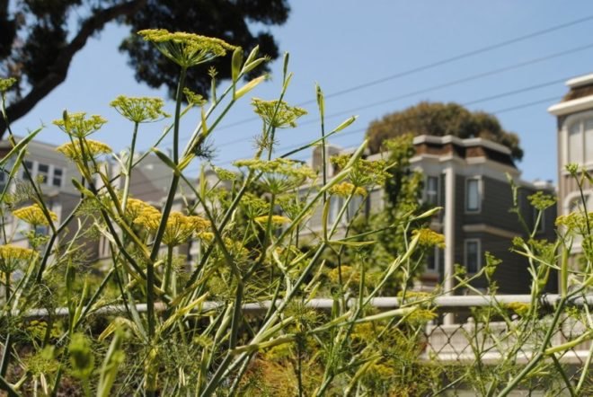 urban, garden, community, san francisco, public space, green, eco, plants,