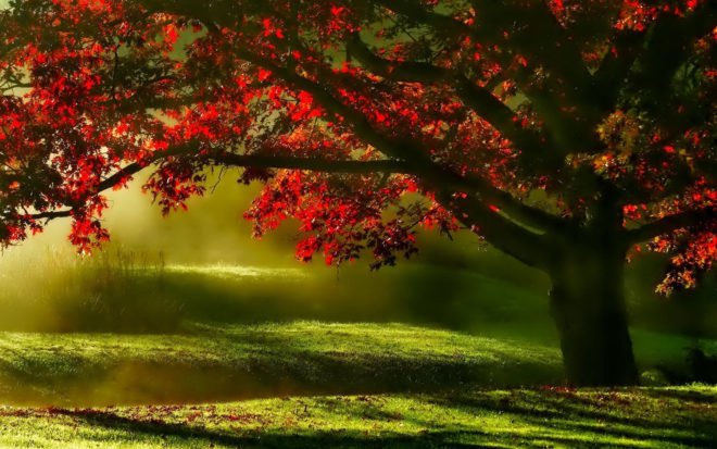 Deciduous Trees, maple tree, fall tree, shade tree