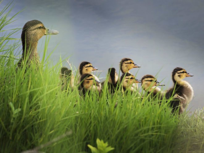 Birds, bird, songbird, songbirds, endangered birds, migration, migrate, migratory, migratory birds, ducks, ducklings, seabird, seabirds, cats, dogs, cat, dog, feral cats, wild cats, hummingbirds, birdbath, bird bath, water, feeders, baby bird, baby birds, wild birds