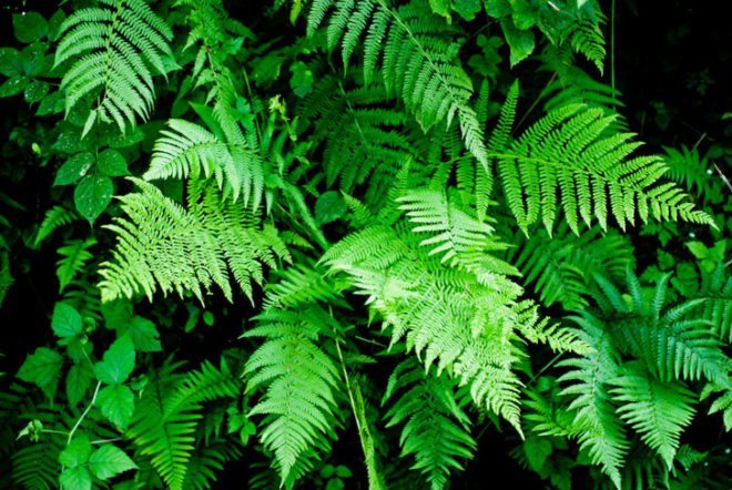 plants, bio-fuel, bio-architecture, bio-remediation, bio-fertilizer, living roofs, greenroofs, sustainable forestry, perennial food plants,