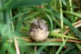 Birds, bird, songbird, songbirds, endangered birds, migration, migrate, migratory, migratory birds, ducks, ducklings, seabird, seabirds, cats, dogs, cat, dog, feral cats, wild cats, hummingbirds, birdbath, bird bath, water, feeders, baby bird, baby birds, wild birds