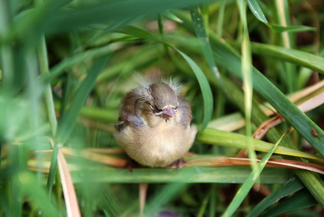 Birds, bird, songbird, songbirds, endangered birds, migration, migrate, migratory, migratory birds, ducks, ducklings, seabird, seabirds, cats, dogs, cat, dog, feral cats, wild cats, hummingbirds, birdbath, bird bath, water, feeders, baby bird, baby birds, wild birds