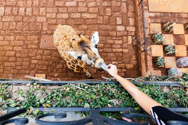 Giraffe Manor, Kenya, Eco accomodation, Rothschild giraffes, African Fund for Endangered Wildlife (AFEW), The Safari Collection, animals sanctuary