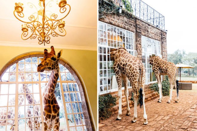 Giraffe Manor, Kenya, Eco accomodation, Rothschild giraffes, African Fund for Endangered Wildlife (AFEW), The Safari Collection, animals sanctuary