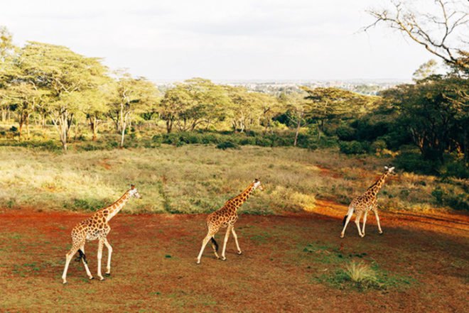 Giraffe Manor, Kenya, Eco accomodation, Rothschild giraffes, African Fund for Endangered Wildlife (AFEW), The Safari Collection, animals sanctuary