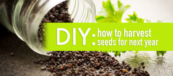 seeds, seed-saving, preserving seeds, organic gardening, planting your own seed, saving seed, seed collecting