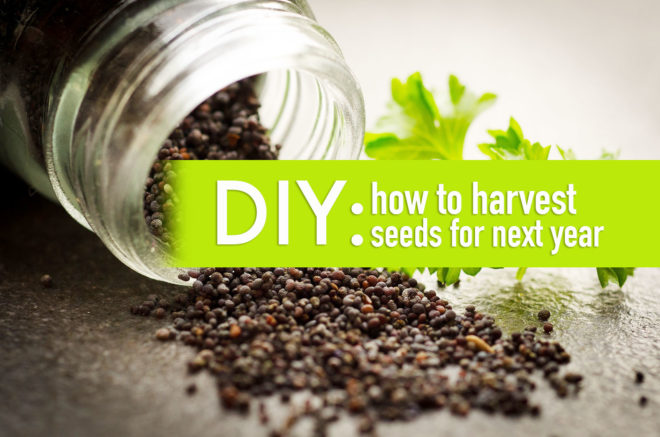 seeds, seed-saving, preserving seeds, organic gardening, planting your own seed, saving seed, seed collecting