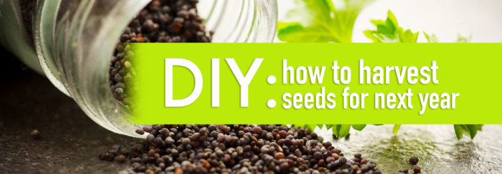 seeds, seed-saving, preserving seeds, organic gardening, planting your own seed, saving seed, seed collecting