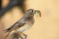Birds, bird, songbird, songbirds, endangered birds, migration, migrate, migratory, migratory birds, ducks, ducklings, seabird, seabirds, cats, dogs, cat, dog, feral cats, wild cats, hummingbirds, birdbath, bird bath, water, feeders, baby bird, baby birds, wild birds